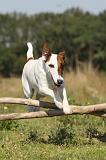 FOX TERRIER POIL LISSE 133